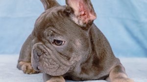 Щенки французского бульдога