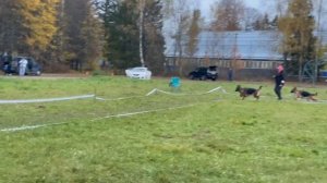 РАБОЧИЙ СУКИ / КЧК ТВЕРЬ 12 октября`25 Т.Шишкина Моно немецких овчарок