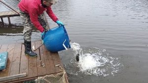 Forest Fishing 25.10.25