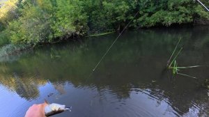 Ловлю щук и голавлей на заросшей, но все же очень красивой реке.