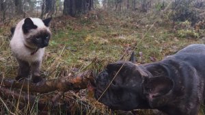 Часть 33. Сиамская кошка Шани и французский бульдог Егор вышли