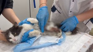 Чудо, в которое мы верили! Трёхлапая кошечка стала домашней любимицей! | Викки