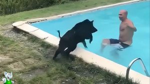 Безумные Случаи с Животными, Случайно Снятые на Камеру