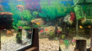 Я в бассейне увидел аквариум