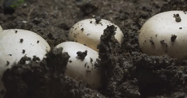 Как растут грибы. Шампиньоны смотреть онлайн