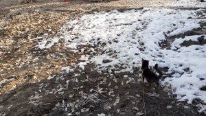 Котик Тишка на прогулке.