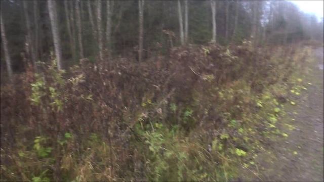 Охота на зайца с гончими. Пока только гоняем))) смотреть онлайн