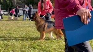 2 Отл. СС Оберлауф УРУЗ +++ №62. ТВЕРЬ 12 октября`25 Моно немецких овчарок