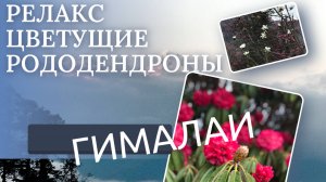 Гималаи со спокойной музыкой I  Покхара I рассвет над Гималаями I Родендроны I Дхаулагири