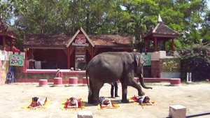 шоу слонов, зоопарк, Пхукет