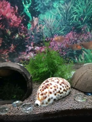 Аквариумная жизнь.