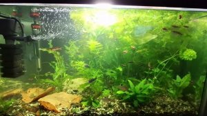 Акварь с рыбсами и растениями 25 октября 2025 года