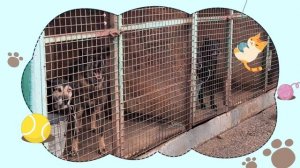 Помощь приюту для собака - 25.10.2025