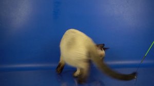 Тайский котик Lyon Gamlet, 4 месяца 8 дней, сил-пойнт