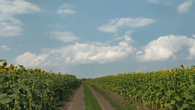 ЕДУ Я НА РОДИНУ