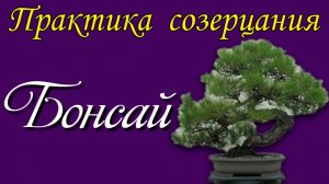 Бонсай