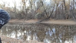 Тополёвая рядовка по Дону