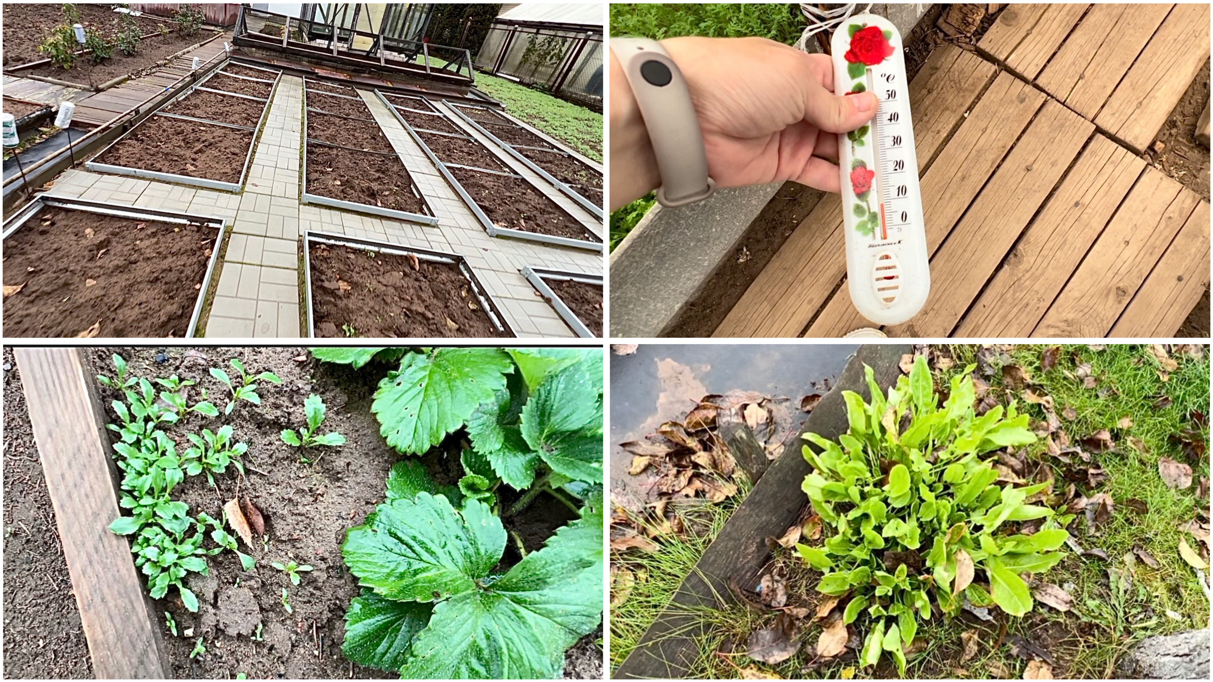 18 октября. ОБЗОР ОГОРОДА.КАКИЕ ПЛАНЫ