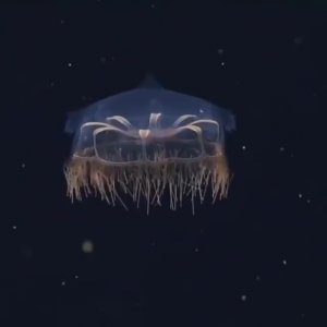 Глубоководная медуза Halicreas