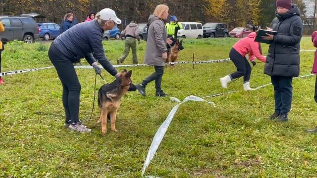 БЕБИ СУКИ ДШ / КЧК ТВЕРЬ 12 октября`25 Т.Шишкина Моно немецких овчарок