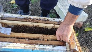 как я собираю пчёл в зиму в Крыму