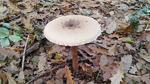 22.10.2025 Грибные истории