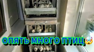 Как поёт курица на кухне, ежедневный стрим и бастурма💪🏻😁