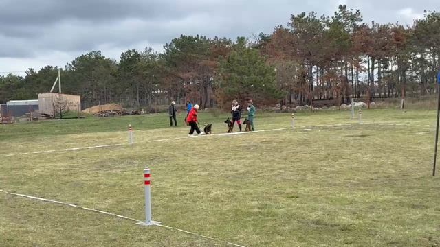 ЩЕНКИ СУКИ / КЧК СЕВАСТОПОЛЬ 11 октября`25 Н.Шкляревская Моно немецких овчарок