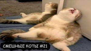 СМЕШНЫЕ КОТИКИ 2025 l СМЕШНЫЕ ВИДЕО #21