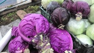 14-25 10 25г на даче, капуста фаберже и красное сердце