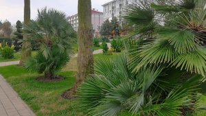 Сириус. Бархатные сезоны. Спортивный квартал.