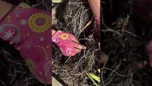 Готовим каллы к хранению