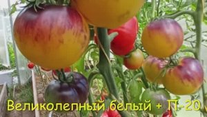 Каталог  томатов 2025 г. Часть 1. г. Киров