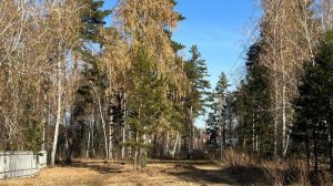 Продаю участок в сердце леса, 20 минутах от Барнаула. Фирсово - 2
