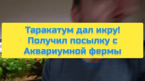 ТАРАКАТУМ ДАЛ ИКРУ! ПОЛУЧИЛ ПОСЫЛКУ С АКВАРИУМНОЙ ФЕРМЫ