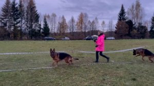 РАБОЧИЙ КОБЕЛИ / КЧК ТВЕРЬ 12 октября`25 Т.Шишкина Моно немецких овчарок