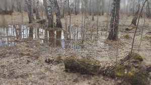 Канадский волк - гибрид. Снега уже нет, поход на болото, первое купание в этом году