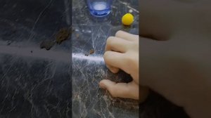 Война червяков