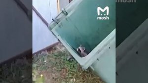 Власти Краснодарского края намерены приступить к масштабному отлову енотов из-за их чрезмерного р...