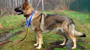 ХНК Береста из Светлой Долины 2025г