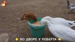Содержание кур в домашних условиях и других птиц во дворе у Роберта 🐣🐤🦆🐔🪿🦃 (313)