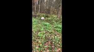 Орехово-Зуево #318