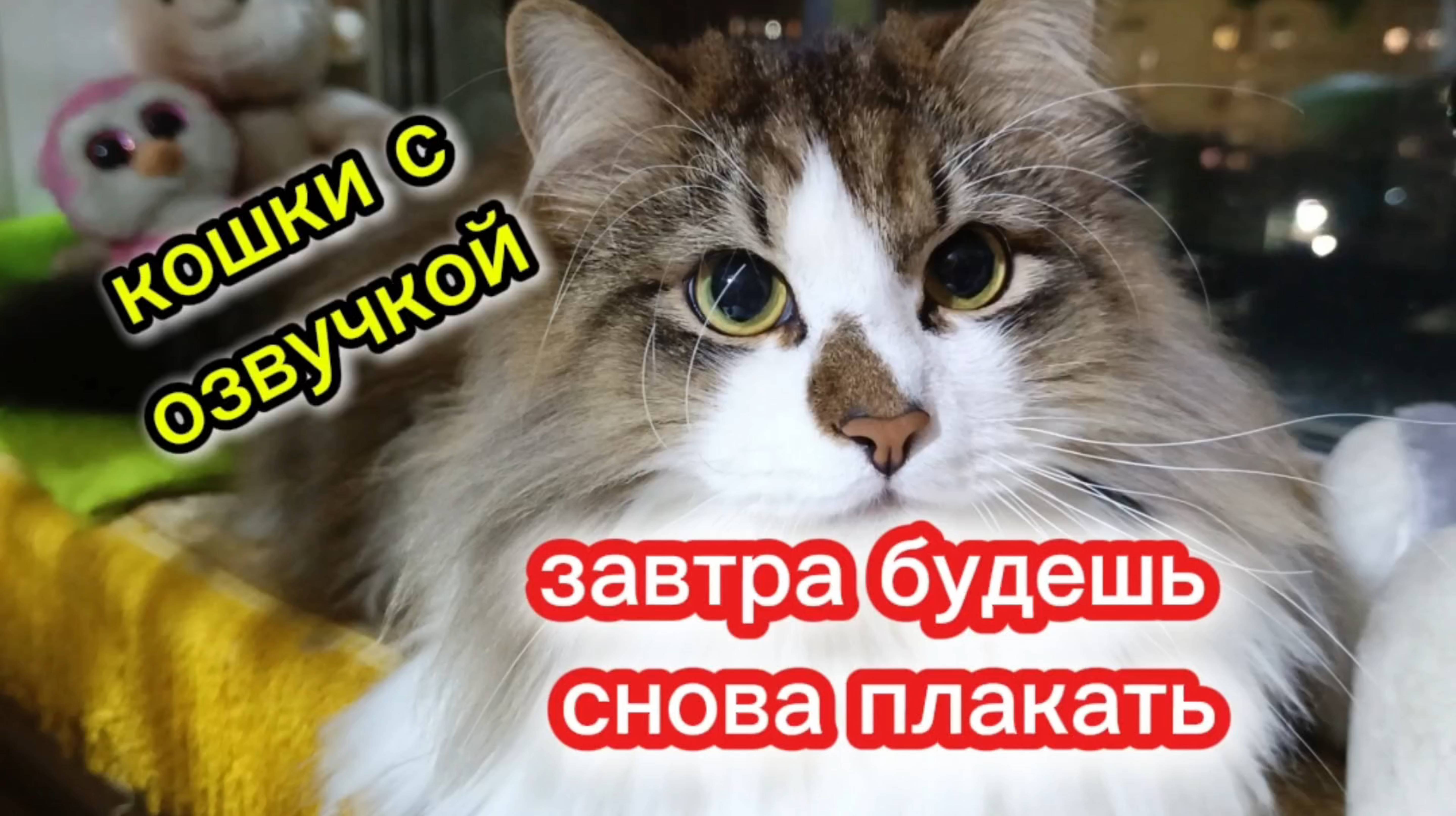 Кошки с озвучкой. Спокойной ночи!