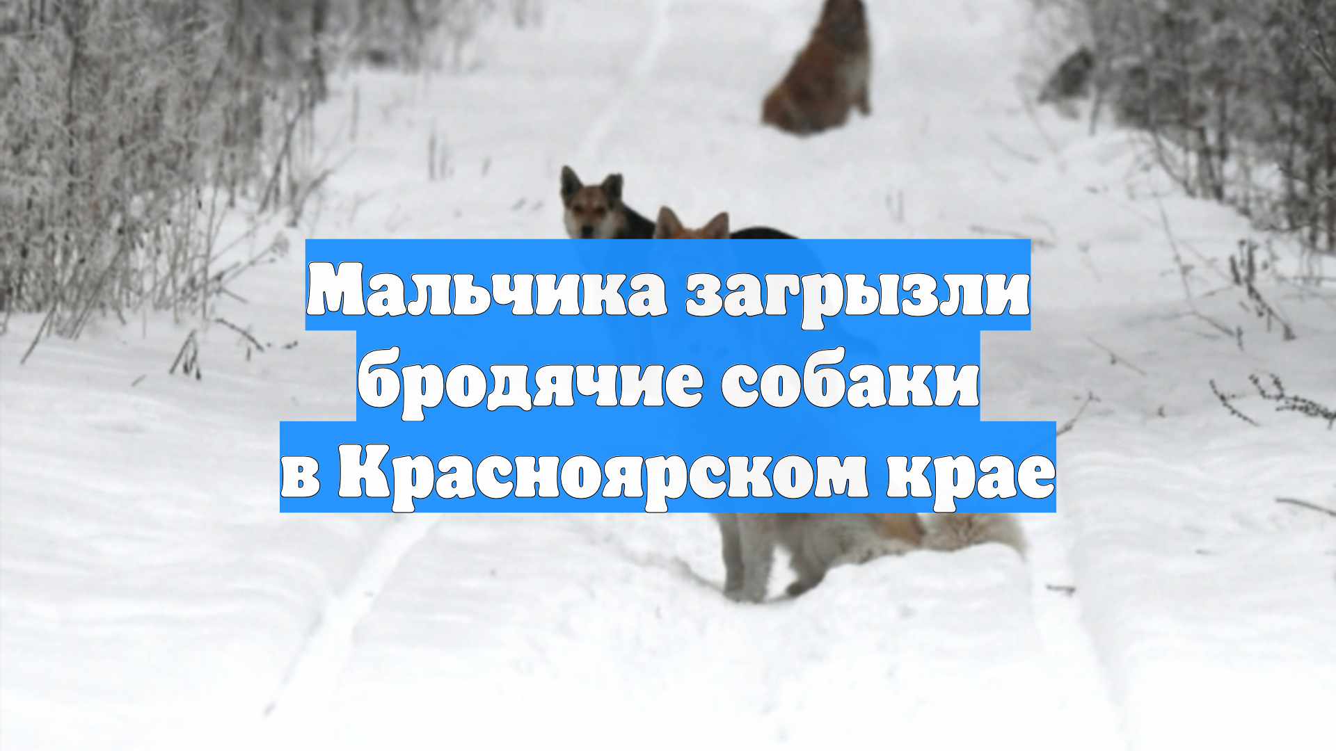 Мальчика загрызли бродячие собаки в Красноярском крае смотреть онлайн