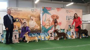 28.09.2025, СПб. Клуб "Северная Пальмира" (РКФ, РФСС). Выставка собак САС 1 группы FCI