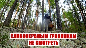 Грибник зашел в МОХ и обалдел! Слабонервным грибникам НЕ СМОТРЕТЬ! Грибы и Лес Сказочная Карелия