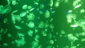Медузы. Океанариум на Русском острове.