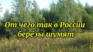 🌳Прогулка по лесу под прекрасную музыку 🌳