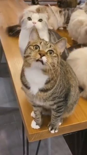 Сейчас я пою. Не лезь вперёд!