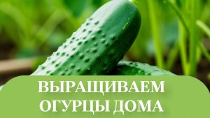 пересадка огурцов в горшки.